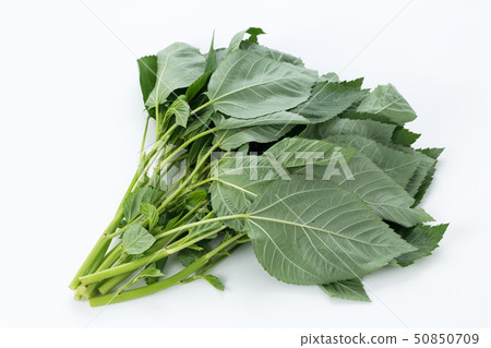 Moroheija 50850709