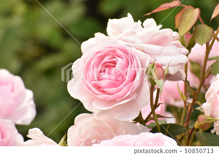 Rose story 50850713