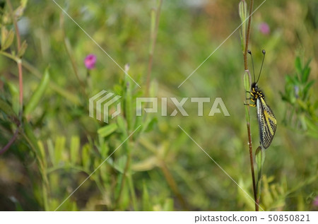 Kibanetsu no Tonbo resting on the meadow Kibanetsu no Tonbo resting on the meadow 50850821