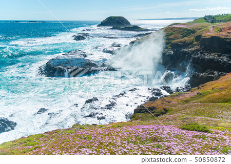 Natural and animals in Phillip Island 50850872