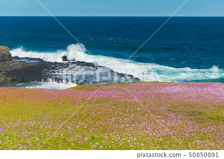 Natural and animals in Phillip Island 50850891