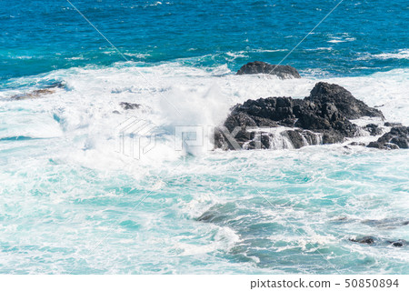 Natural and animals in Phillip Island 50850894