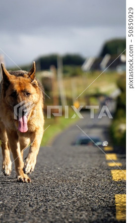 Like a movie scene! An energetic dog! Like a movie scene! An energetic dog! 50850929