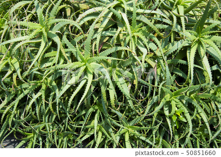 蘆薈在野外 50851660