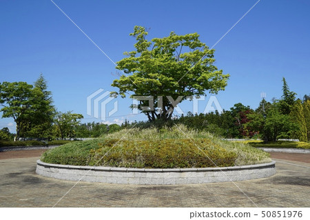 一棵樹在公園裡 一棵樹在公園裡 50851976