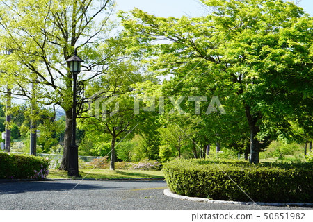 新鮮的綠色在公園裡 新鮮的綠色在公園裡 50851982