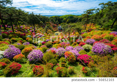 Kanonji寺廟的Shiobune杜鵑花 50852103