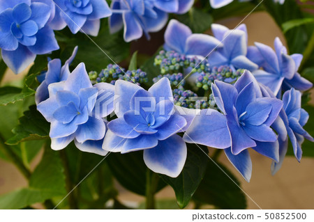 繡球 50852500