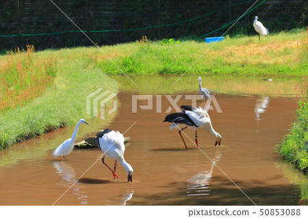 [兵庫縣]晴天的鸛町公園 50853088