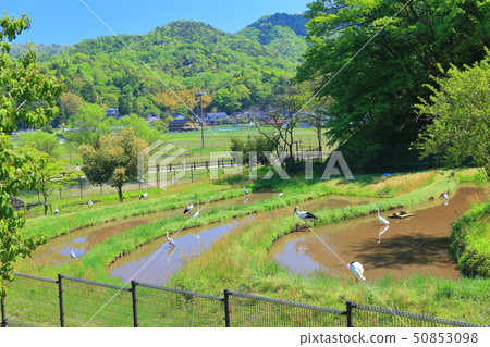 [Hyogo Prefecture] Stork Town Park under sunny weather 50853098