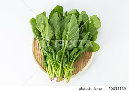 菠菜 50853189