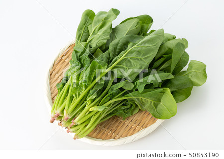 菠菜 50853190