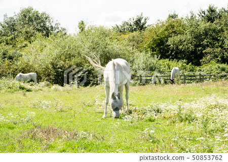 White horse with mask on face eating grass in field under bright sunshine 50853762