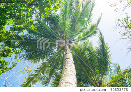 A blue sky in summer vacation and looking up at the palm trees from under the sun 50853778