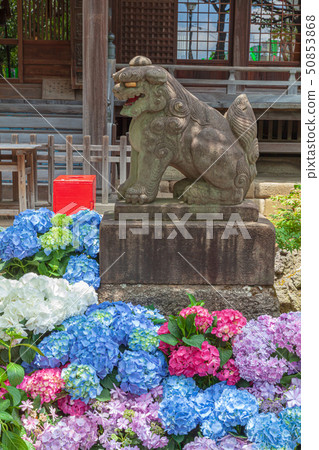 Ajisai and Shiba Inu Hakusan Shrine Ajisai and Shiba Inu Hakusan Shrine 50853868