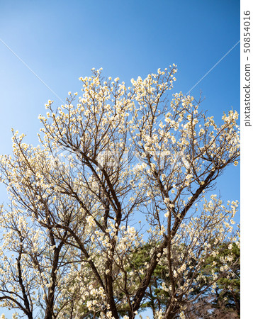 Beautiful white magnolia flower on spring blossom Beautiful white magnolia flower on spring blossom 50854016