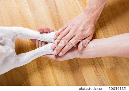 dog and owner handshaking 50854185