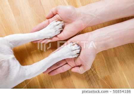 dog and owner handshaking 50854186