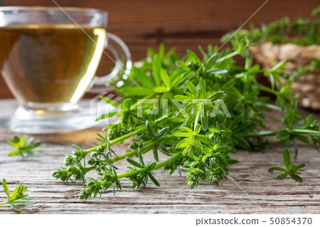Fresh bedstraw twigs with a cup of herbal tea 50854370