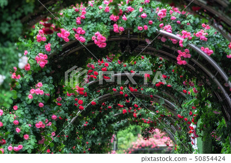 tunnel of roses 50854424