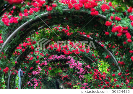 tunnel of roses 50854425