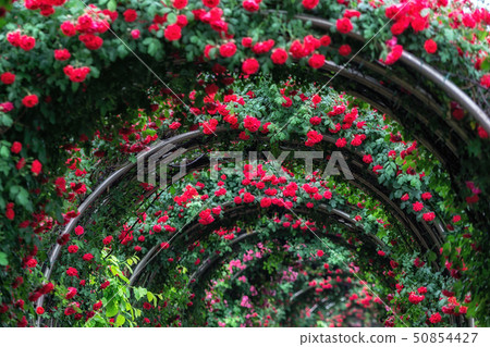 tunnel of roses 50854427