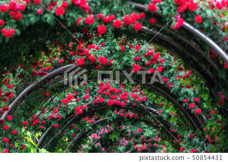 tunnel of roses 50854431