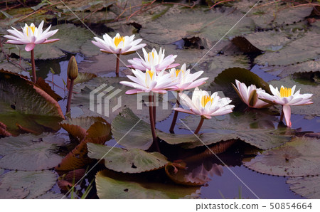 The white lotus flowers in the pool The white lotus flowers in the pool 50854664