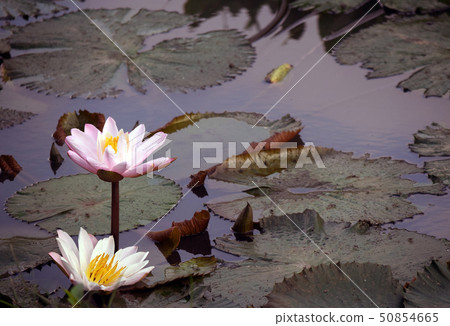 The white lotus flowers in the pool The white lotus flowers in the pool 50854665