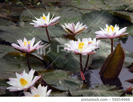 The white lotus flowers in the pool The white lotus flowers in the pool 50854666