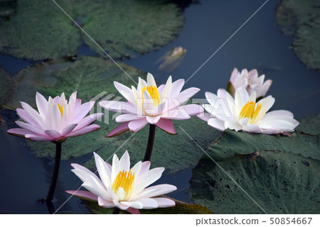 The white lotus flowers in the pool The white lotus flowers in the pool 50854667