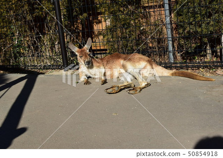 Kangaroo's Sunshine 50854918