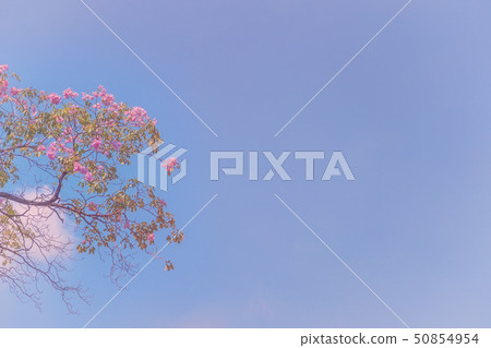 Tree branches with the blue sky background 50854954