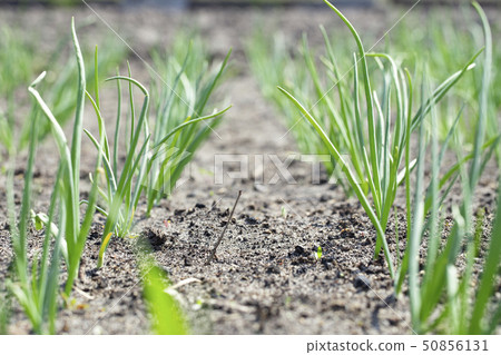 onion grows in the garden onion grows in the garden 50856131