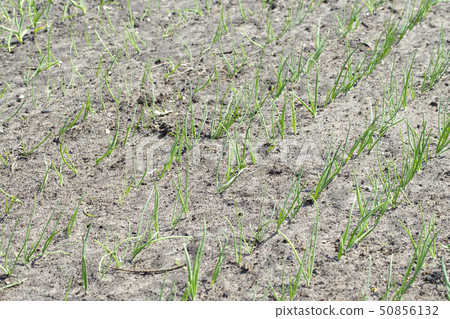 young organic onions young organic onions 50856132