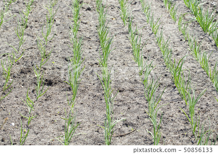 young organic onion beds young organic onion beds 50856133