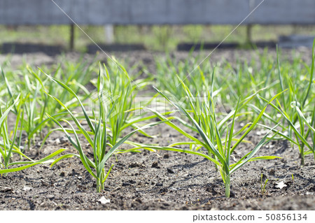 garlic grows in the garden garlic grows in the garden 50856134