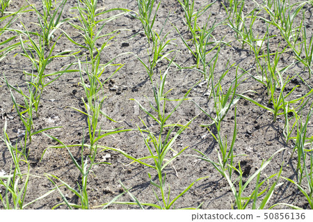 beds of young garlic beds of young garlic 50856136