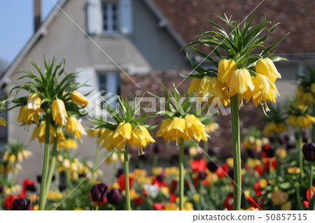 Stunningly bloomed Fritillaria Imperial 50857515
