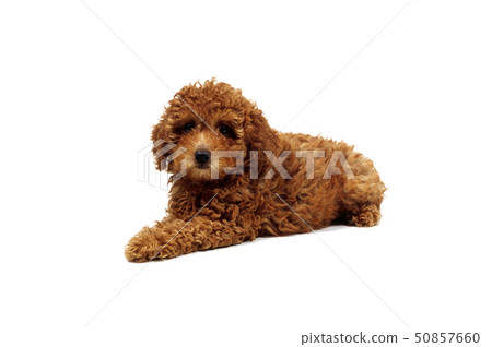 小狗扣留 50857660