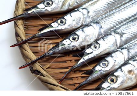 鱵科 鱵科 50857661