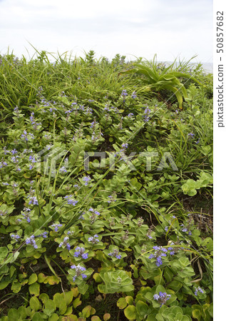 The beach where the hamagoru will bloom The beach where the hamagoru will bloom 50857682