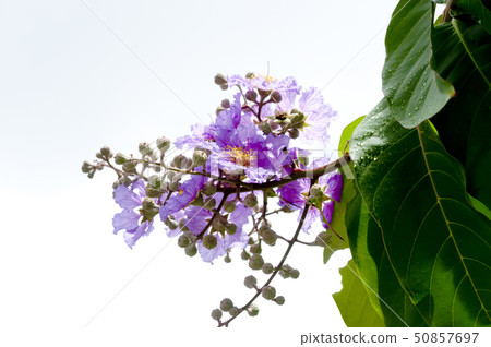 Olana sparrow 50857697