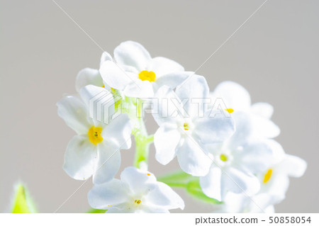 白色勿忘草在白色背景 白色勿忘草在白色背景 50858054