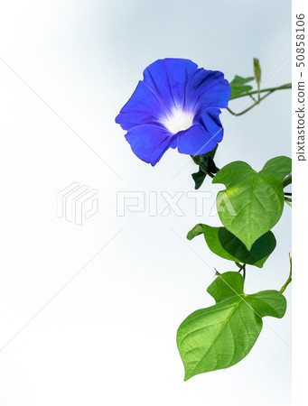Morning glory white background 50858106