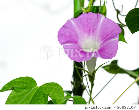 Morning glory white background 50858107