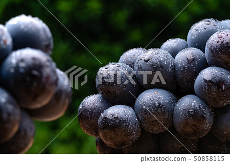 Large-grained grape Nakano purple Large-grained grape Nakano purple 50858115