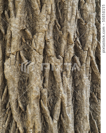 Skin of Harigiri Longitudinal Composition Skin of Harigiri Longitudinal Composition 50858155