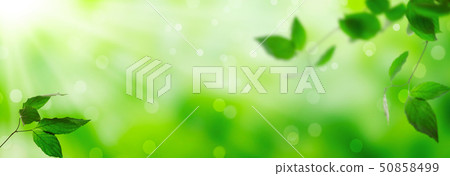 Fresh green leaves Fresh green leaves 50858499