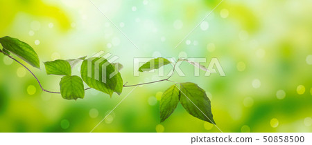 Fresh green leaves Fresh green leaves 50858500